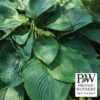 Empress Wu Hosta 1 Empress Wu Hosta -Maximas Flower Shop 17527 PW
