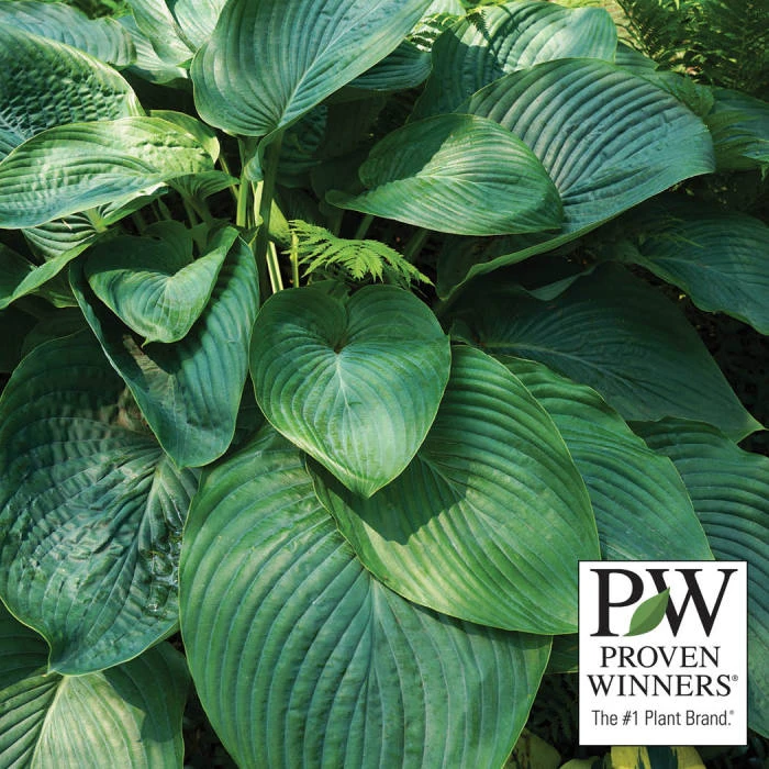 Empress Wu Hosta 3 Empress Wu Hosta