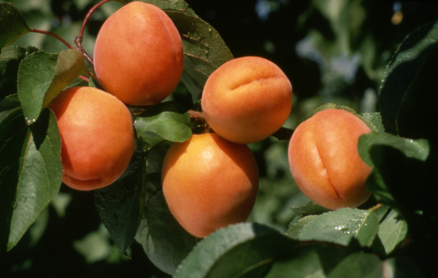 Chinese Apricot 3 Chinese Apricot