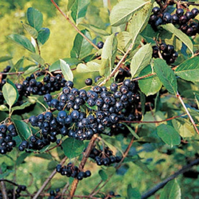 Nero Aronia 3 Nero Aronia