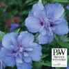 Blue Chiffon® Hibiscus -Maximas Flower Shop 21459 PW