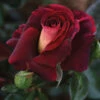 Dark Night™ Hybrid Tea Rose -Maximas Flower Shop 23642 Rose DarkNight