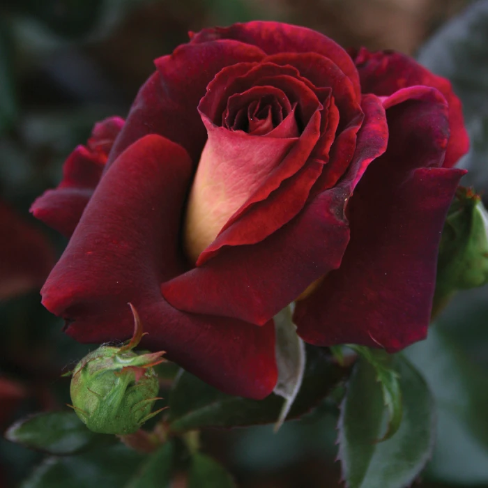 Dark Night™ Hybrid Tea Rose 3 Dark Night™ Hybrid Tea Rose