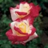 Double Delight Hybrid Tea Rose -Maximas Flower Shop 23656