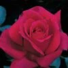 Firefighter® Hybrid Tea Rose 1 Firefighter® Hybrid Tea Rose -Maximas Flower Shop 23708