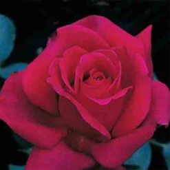 Firefighter® Hybrid Tea Rose