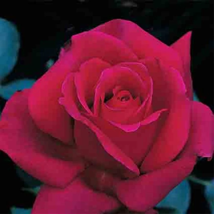 Firefighter® Hybrid Tea Rose 3 Firefighter® Hybrid Tea Rose