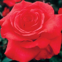 Fragrant Cloud Hybrid Tea Rose