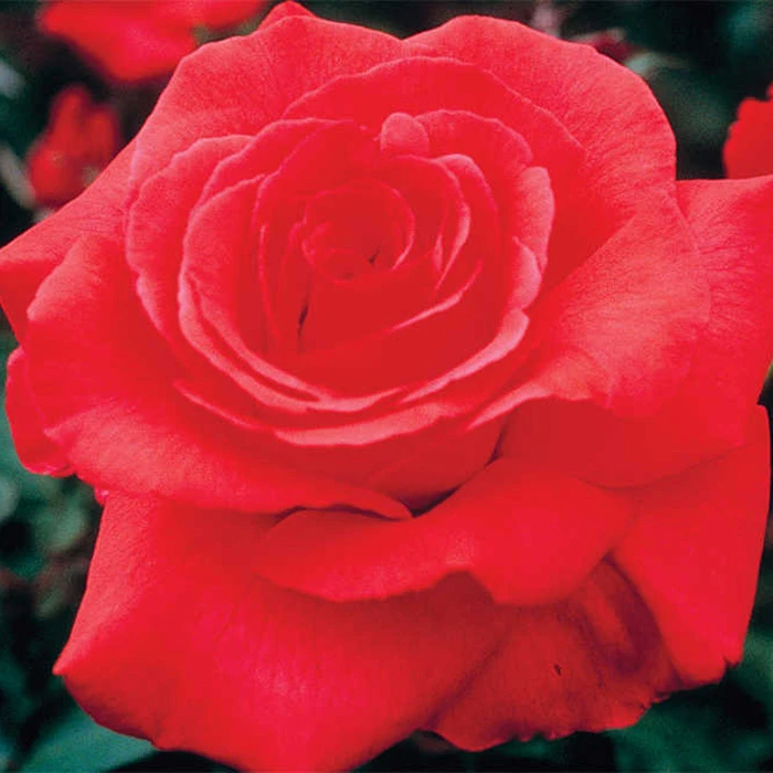 Fragrant Cloud Hybrid Tea Rose 3 Fragrant Cloud Hybrid Tea Rose