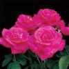 Miss All-American Beauty Hybrid Tea Rose -Maximas Flower Shop 23996