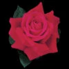 Mister Lincoln Hybrid Tea Rose 1 Mister Lincoln Hybrid Tea Rose -Maximas Flower Shop 23999 Rose MisterLincolnWEB