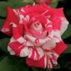 Neil Diamond Hybrid Tea Rose 1 Neil Diamond Hybrid Tea Rose -Maximas Flower Shop 24026