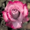 Paradise Hybrid Tea Rose