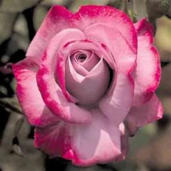 Paradise Hybrid Tea Rose