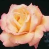 Peace Hybrid Tea Rose -Maximas Flower Shop 24085