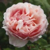 Princess Charlene De Monaco® Rose -Maximas Flower Shop 24101