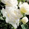 Pope John Paul II Hybrid Tea Rose -Maximas Flower Shop 24103
