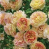 Pop Art™ Grandiflora Rose -Maximas Flower Shop 24106