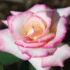 Secret™ Hybrid Tea Rose 1 Secret™ Hybrid Tea Rose -Maximas Flower Shop 24188