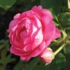 Sitting Pretty™ Grandiflora Rose 1 Sitting Pretty™ Grandiflora Rose -Maximas Flower Shop 24198