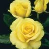 St. Patrick™ Hybrid Tea Rose -Maximas Flower Shop 24206