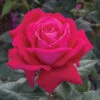 Sweet Spirit™ Grandiflora Rose 1 Sweet Spirit™ Grandiflora Rose -Maximas Flower Shop 24224 Rose SweetSpirit