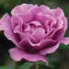 Angel Face™ Floribunda Rose 2 Angel Face™ Floribunda Rose -Maximas Flower Shop 24307