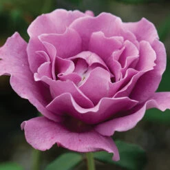Angel Face™ Floribunda Rose