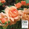 At Last® Floribunda Rose -Maximas Flower Shop 24309 PW
