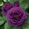 Ebb Tide™ Floribunda Rose -Maximas Flower Shop 24395