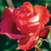 Marmalade Skies™ Floribunda Rose -Maximas Flower Shop 24580