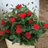 Petite Knock Out® Rose -Maximas Flower Shop 24771 Rose PetiteKnockOut