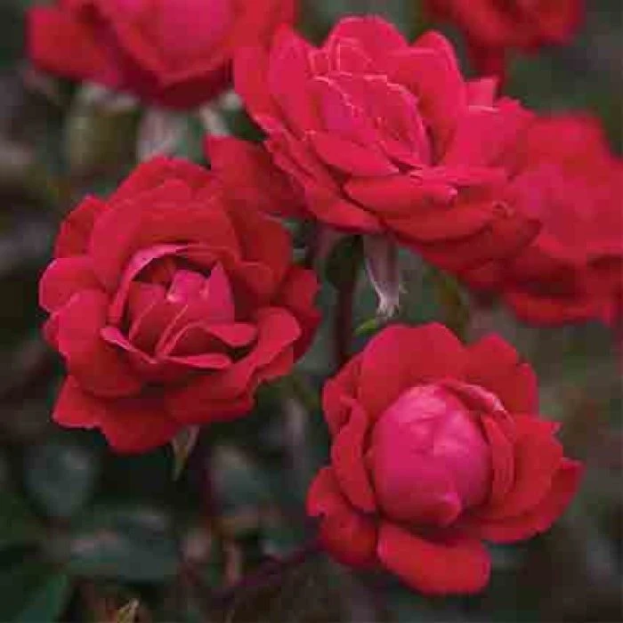 Double Knock Out® Rose 3 Double Knock Out® Rose