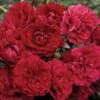 Fire Meidiland® Groundcover Rose -Maximas Flower Shop 24890