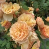 Flavorette™ Honey-Apricot Shrub Rose -Maximas Flower Shop 24894
