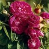 Hansa Rugosa Shrub Rose -Maximas Flower Shop 24925
