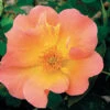 Morden Sunrise Shrub Rose -Maximas Flower Shop 25040
