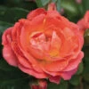 Orange Glow™ Knock Out® Rose 1 Orange Glow™ Knock Out® Rose -Maximas Flower Shop 25054