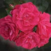 Party Hardy™ Shrub Rose -Maximas Flower Shop 25064
