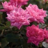 Pink Double Knock Out® Rose -Maximas Flower Shop 25068