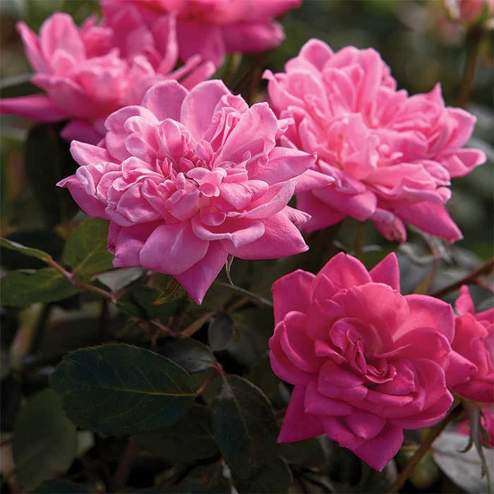 Pink Double Knock Out® Rose 3 Pink Double Knock Out® Rose