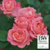 Reminiscent™ Coral Shrub Rose -Maximas Flower Shop 25111 PW
