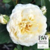 Reminiscent™ Crema Shrub Rose 2 Reminiscent™ Crema Shrub Rose -Maximas Flower Shop 25112 PW