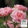 Reminiscent™ Pink Shrub Rose 2 Reminiscent™ Pink Shrub Rose -Maximas Flower Shop 25113 PW