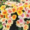 Ringo™ Shrub Rose -Maximas Flower Shop 25117