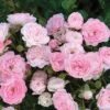 The Fairy Shrub Rose -Maximas Flower Shop 25173