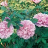Therese Bugnet Rugosa Shrub Rose -Maximas Flower Shop 25179