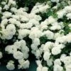 White Meidiland® Groundcover Rose -Maximas Flower Shop 25210
