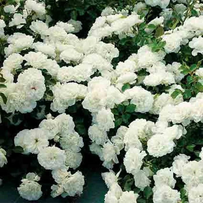 White Meidiland® Groundcover Rose 3 White Meidiland® Groundcover Rose