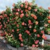 Above All Climbing Rose -Maximas Flower Shop 25300